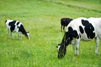 牛乳やヨーグルトドリンクを購入するなら牛の飼育からこだわる【ASENS】で